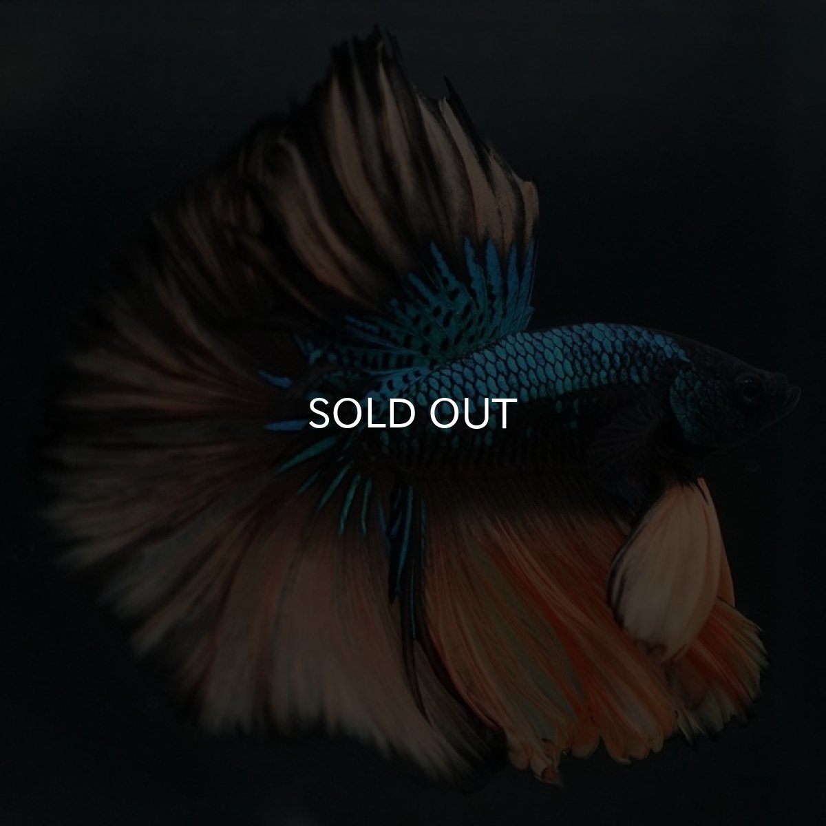 画像3: HM マスタードガス (3)