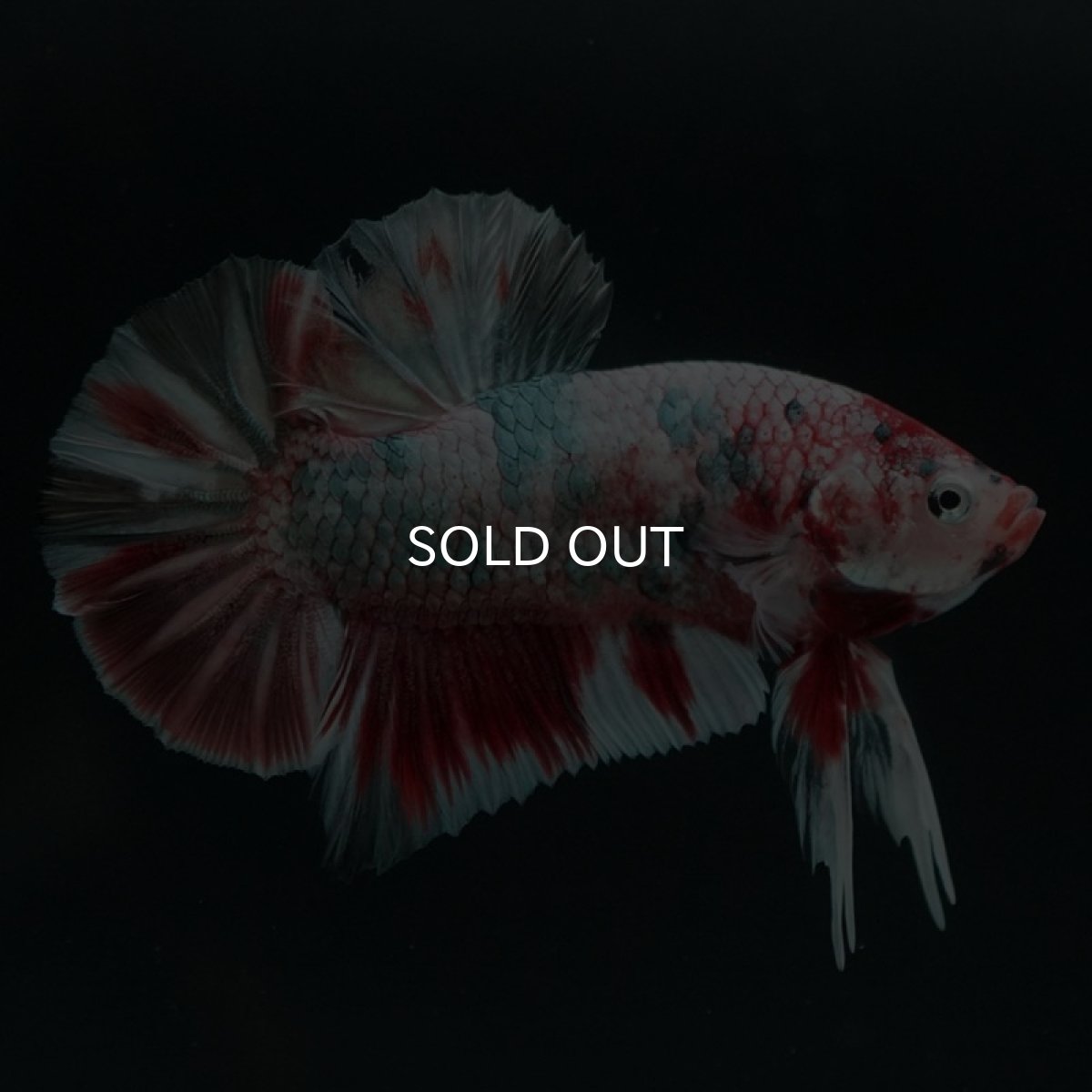 画像6: HMPK　鯉カッパー 変わり柄 (6)