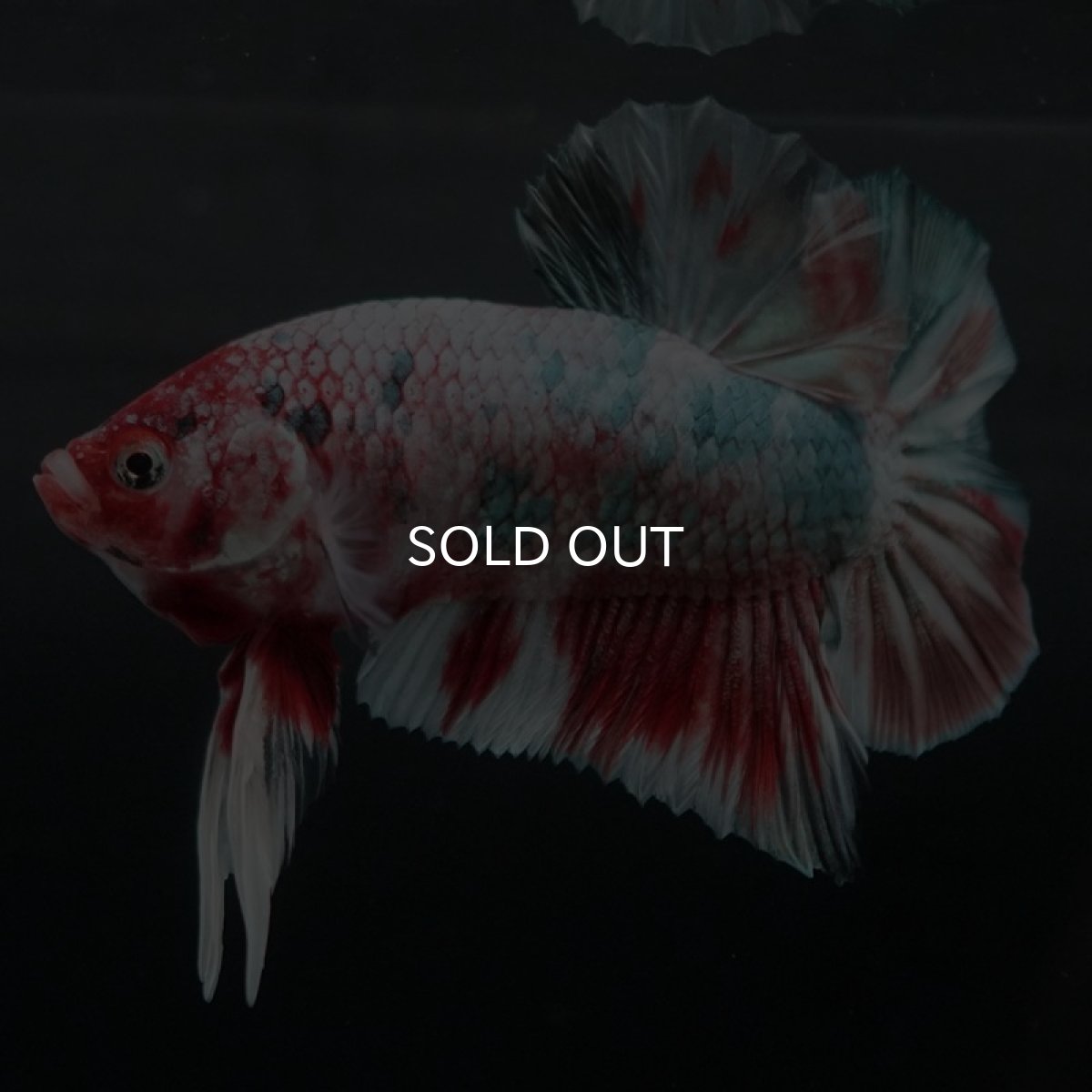 画像5: HMPK　鯉カッパー 変わり柄 (5)