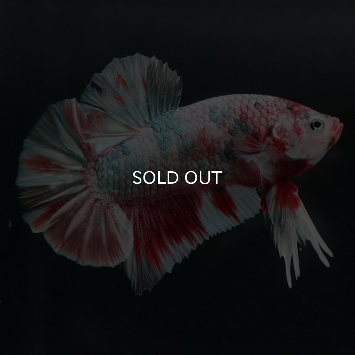 画像4: HMPK　鯉カッパー 変わり柄 (4)