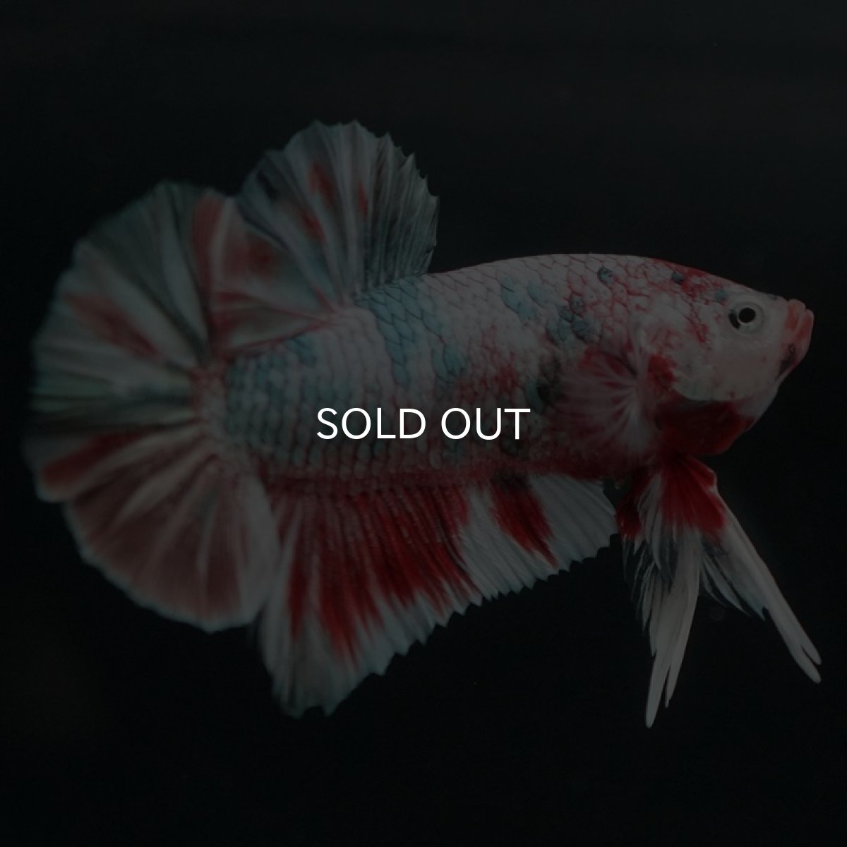 画像2: HMPK　鯉カッパー 変わり柄 (2)