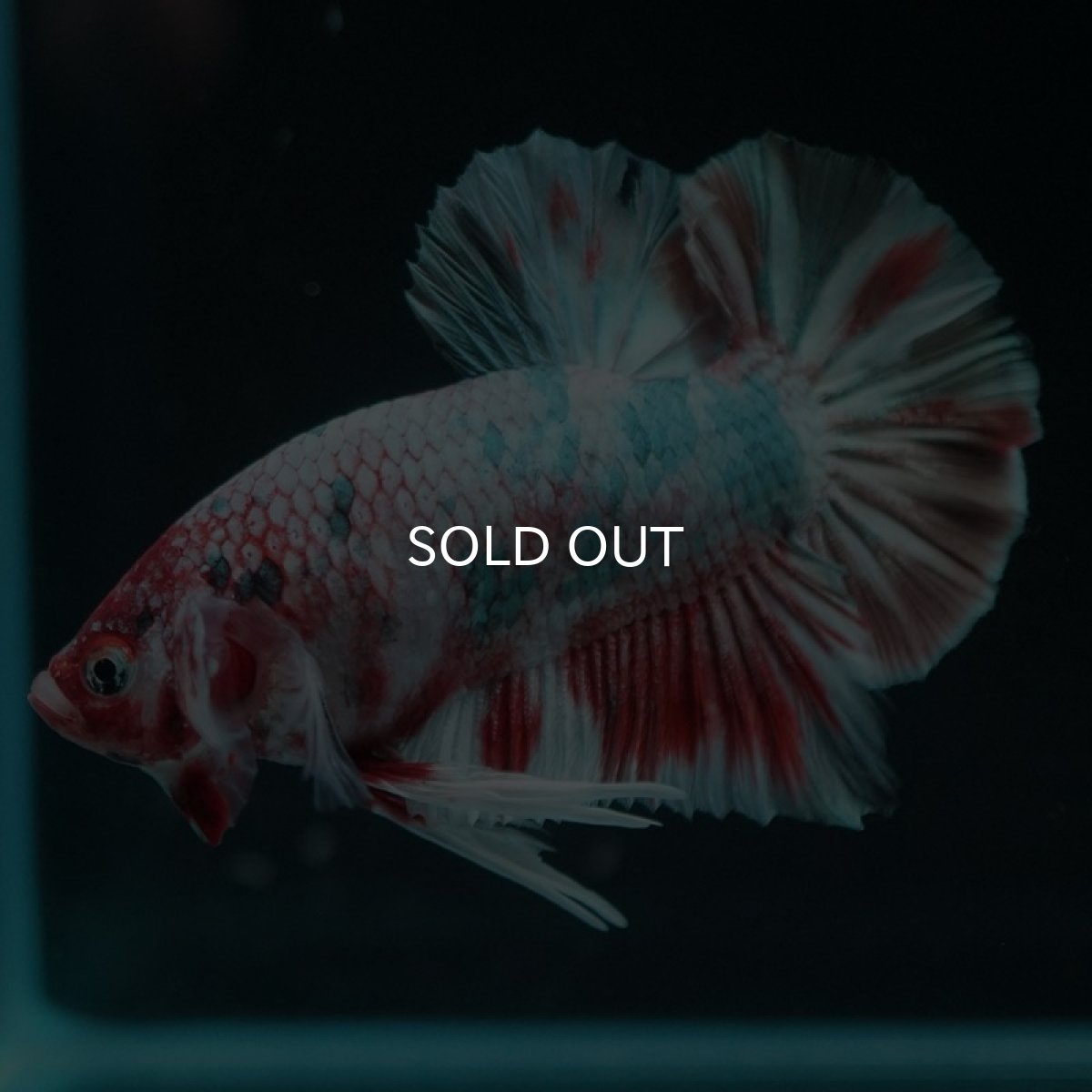 画像7: HMPK　鯉カッパー 変わり柄 (7)