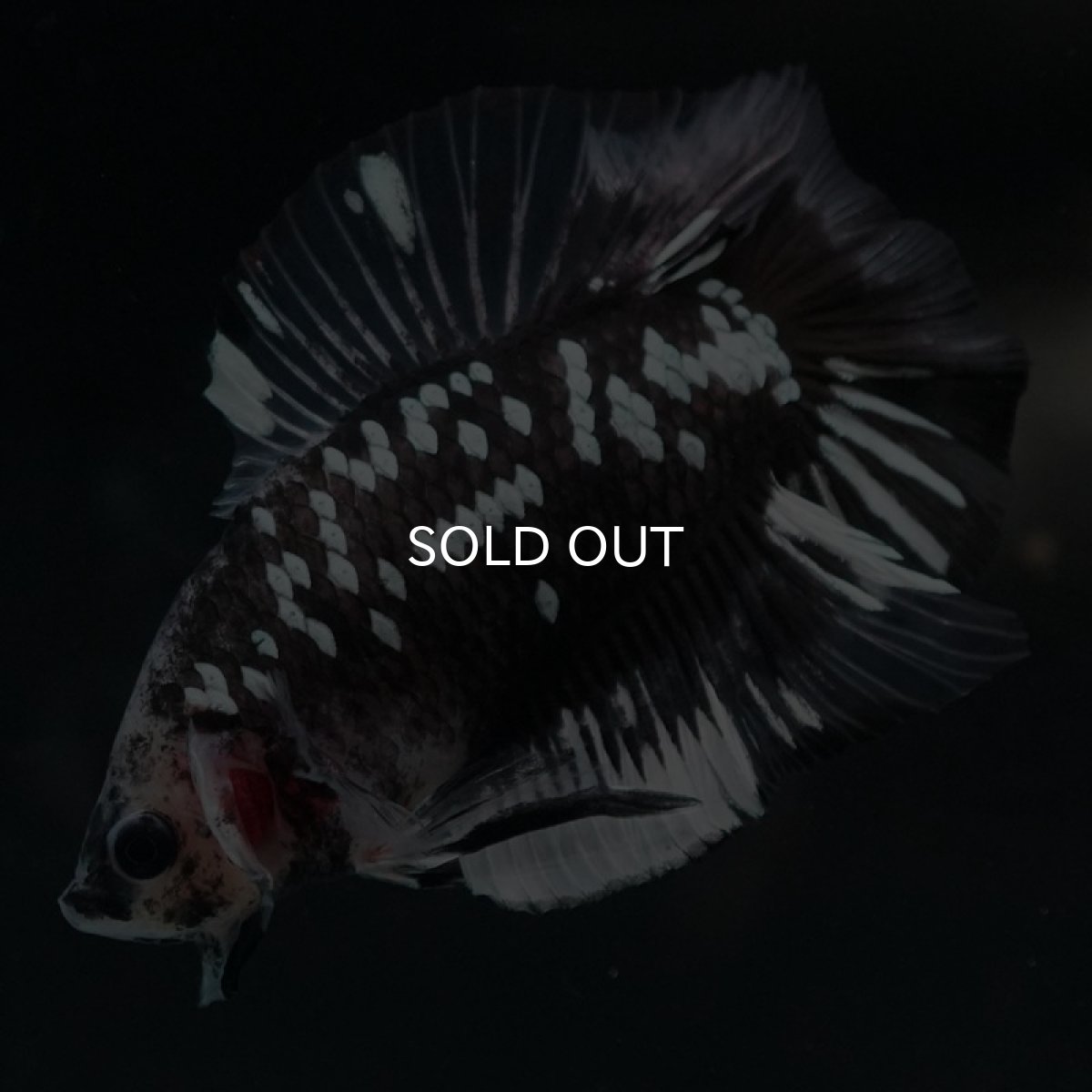 画像3: DTPK ブラックギャラクシー クリアフィン (3)