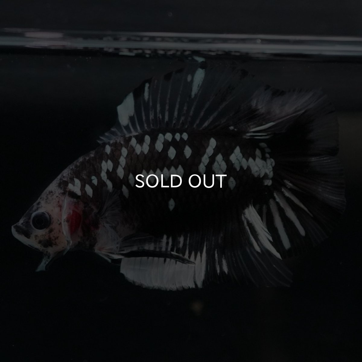 画像5: DTPK ブラックギャラクシー クリアフィン (5)