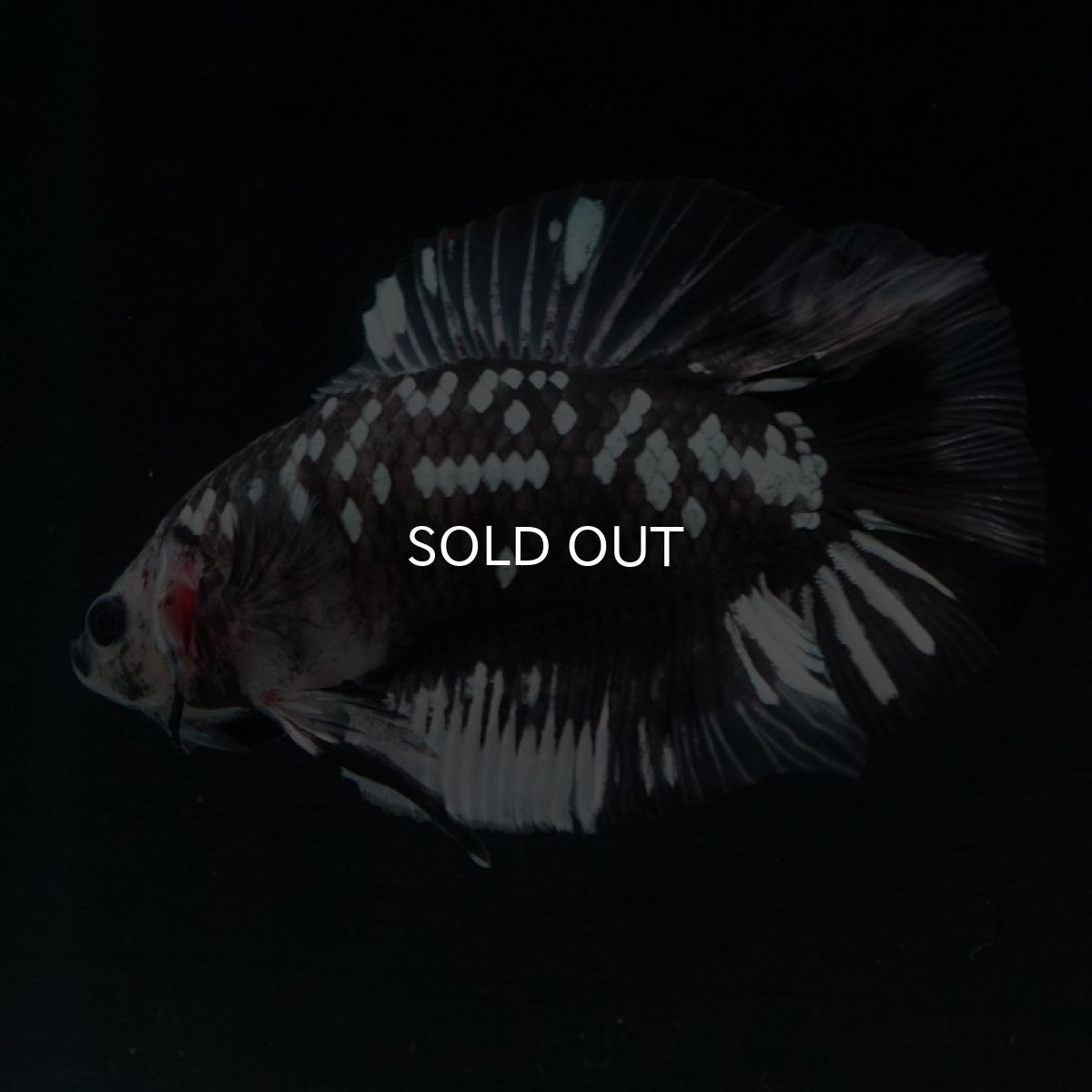 画像7: DTPK ブラックギャラクシー クリアフィン (7)