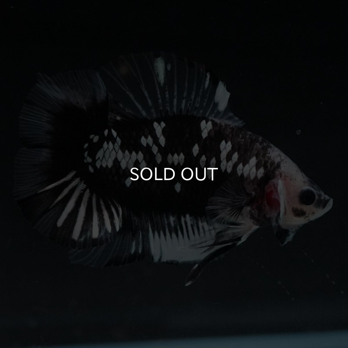 画像2: DTPK ブラックギャラクシー クリアフィン (2)