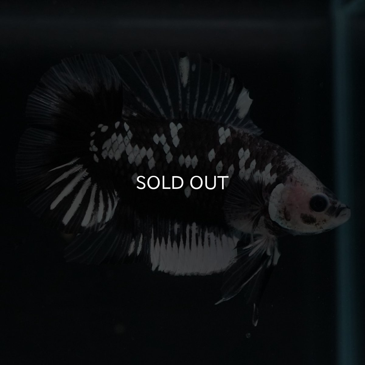 画像6: DTPK ブラックギャラクシー クリアフィン (6)