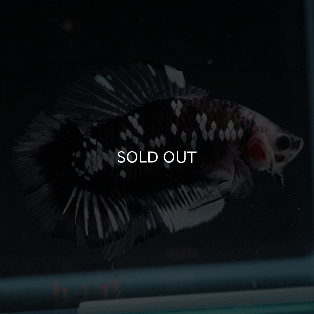 画像4: DTPK ブラックギャラクシー クリアフィン (4)