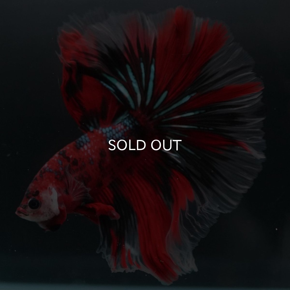 画像4: HM　鯉ギャラクシー (4)