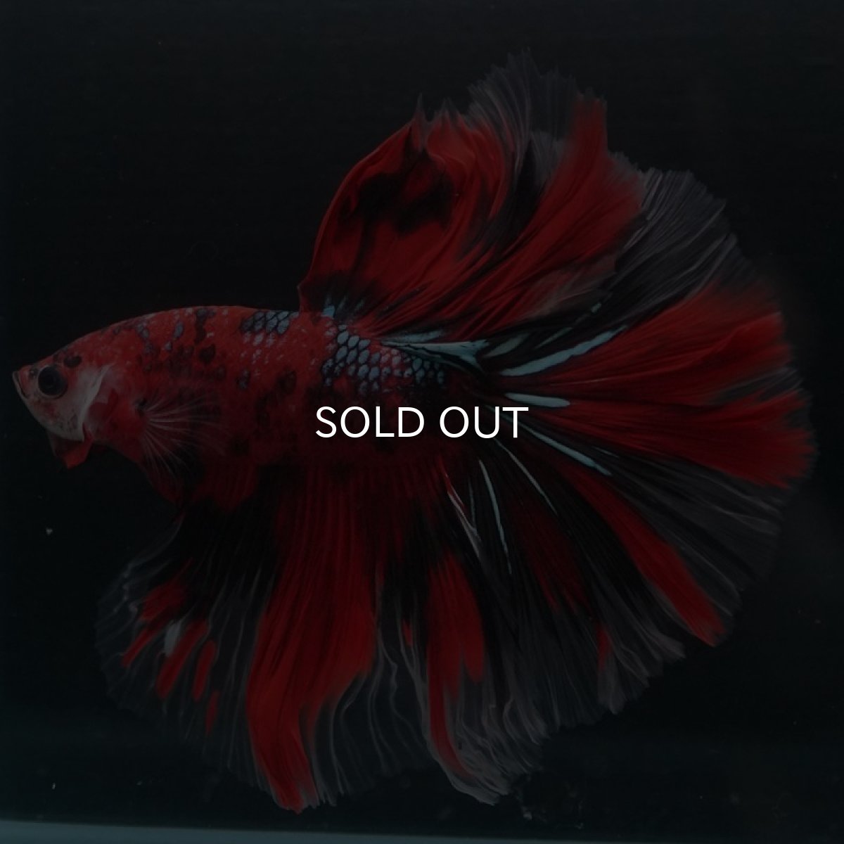 画像5: HM　鯉ギャラクシー (5)