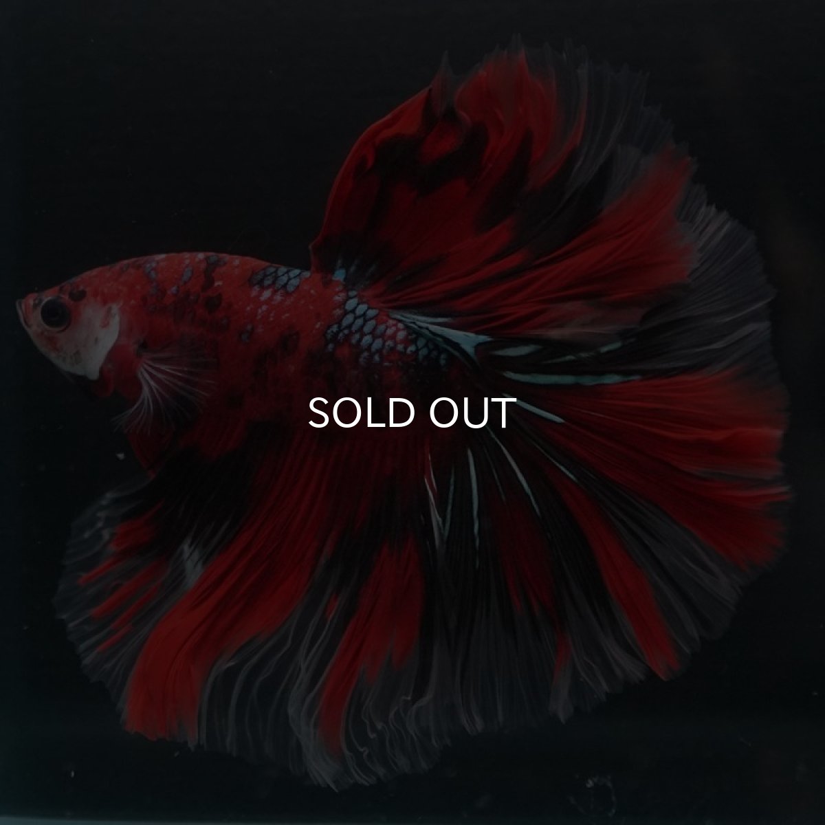 画像2: HM　鯉ギャラクシー (2)