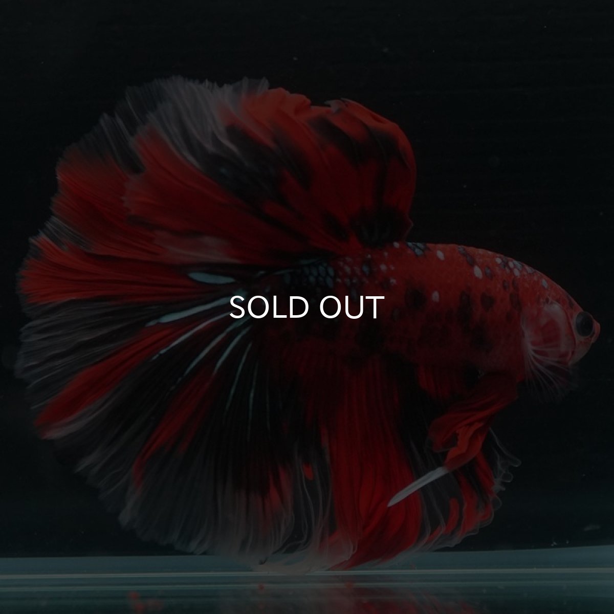 画像3: HM　鯉ギャラクシー (3)