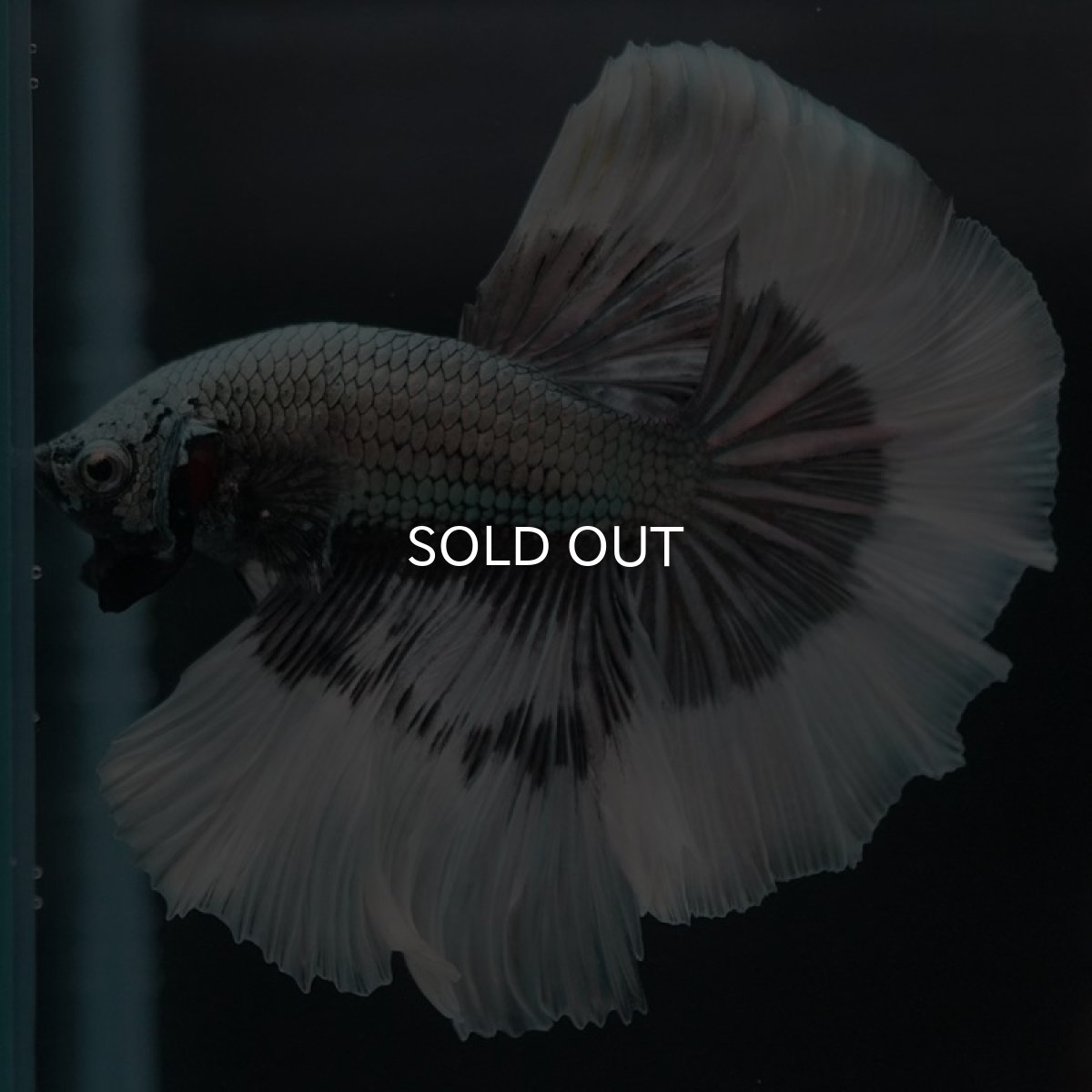 画像7: HM　カッパーバタフライ (7)