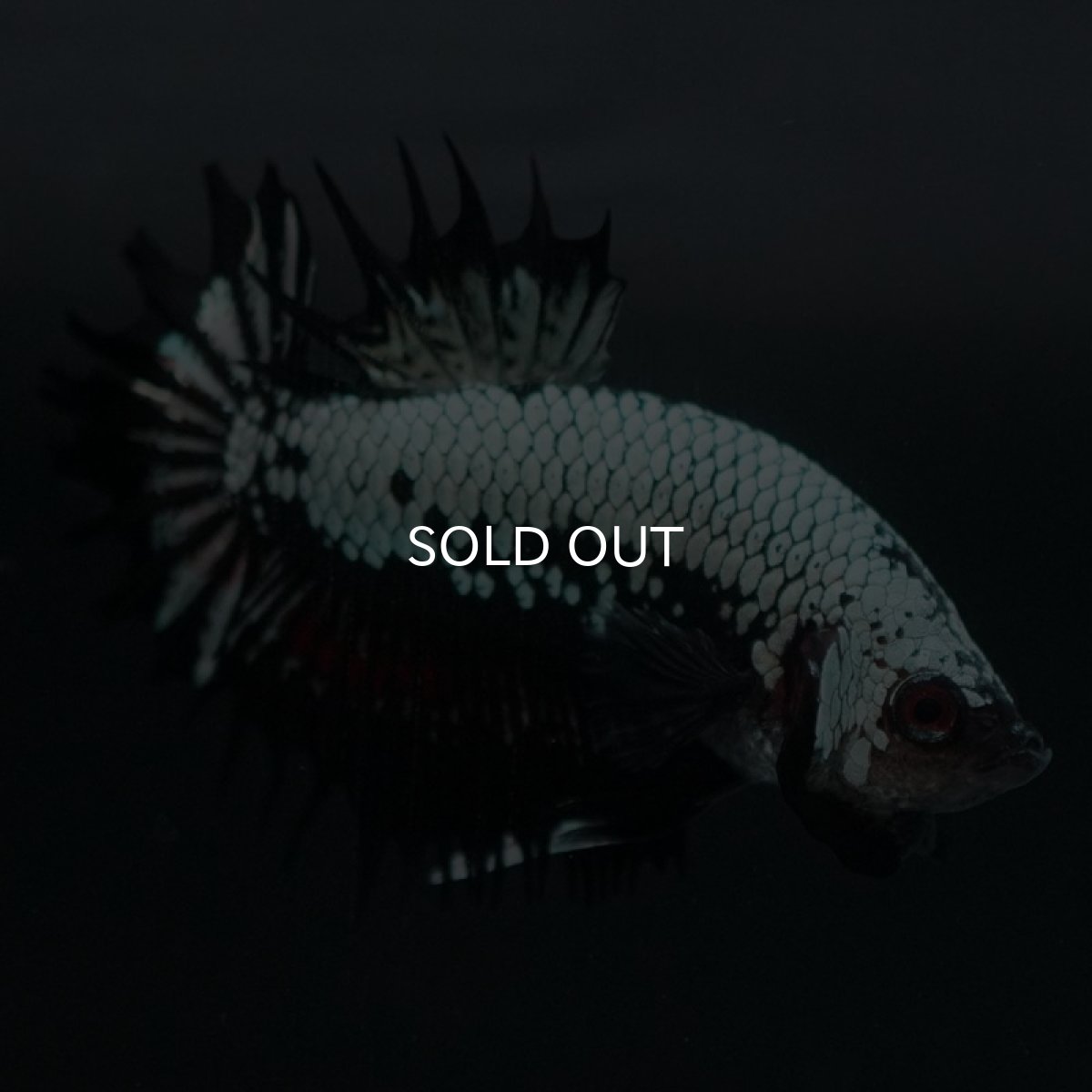 画像9: CTPK ブラックドラゴン (9)