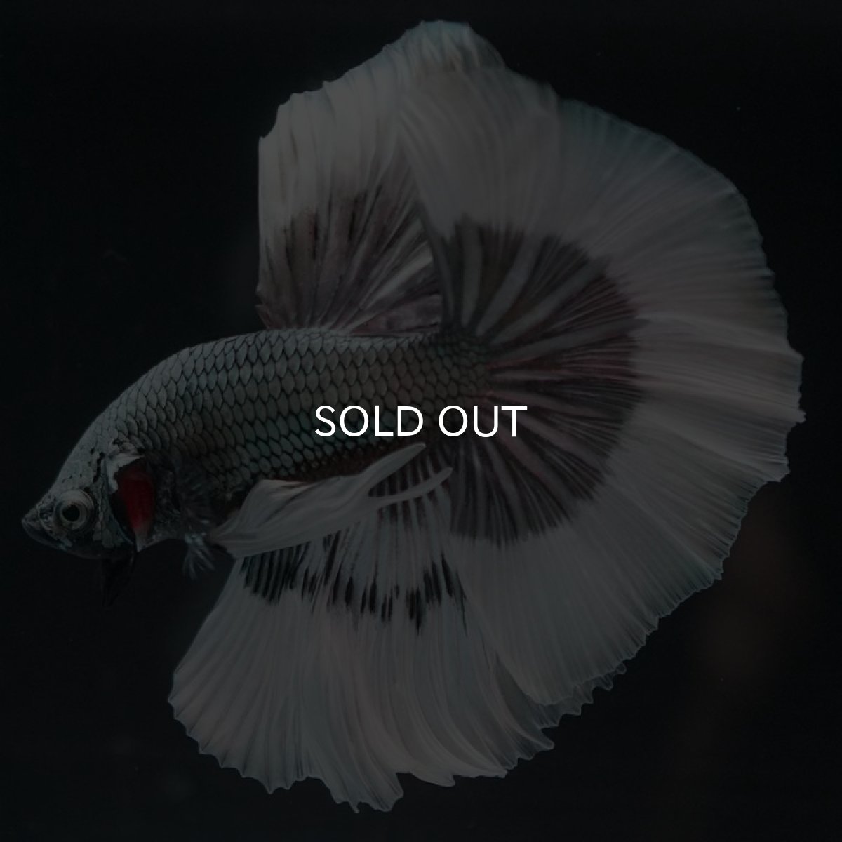 画像4: HM　カッパーバタフライ (4)