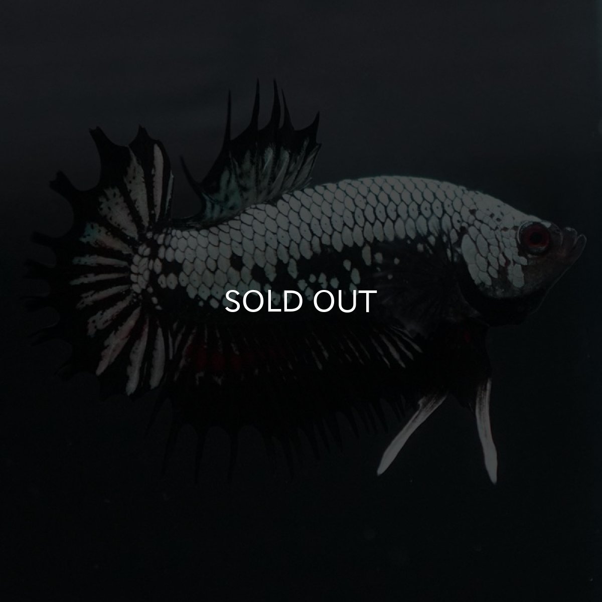 画像8: CTPK ブラックドラゴン (8)