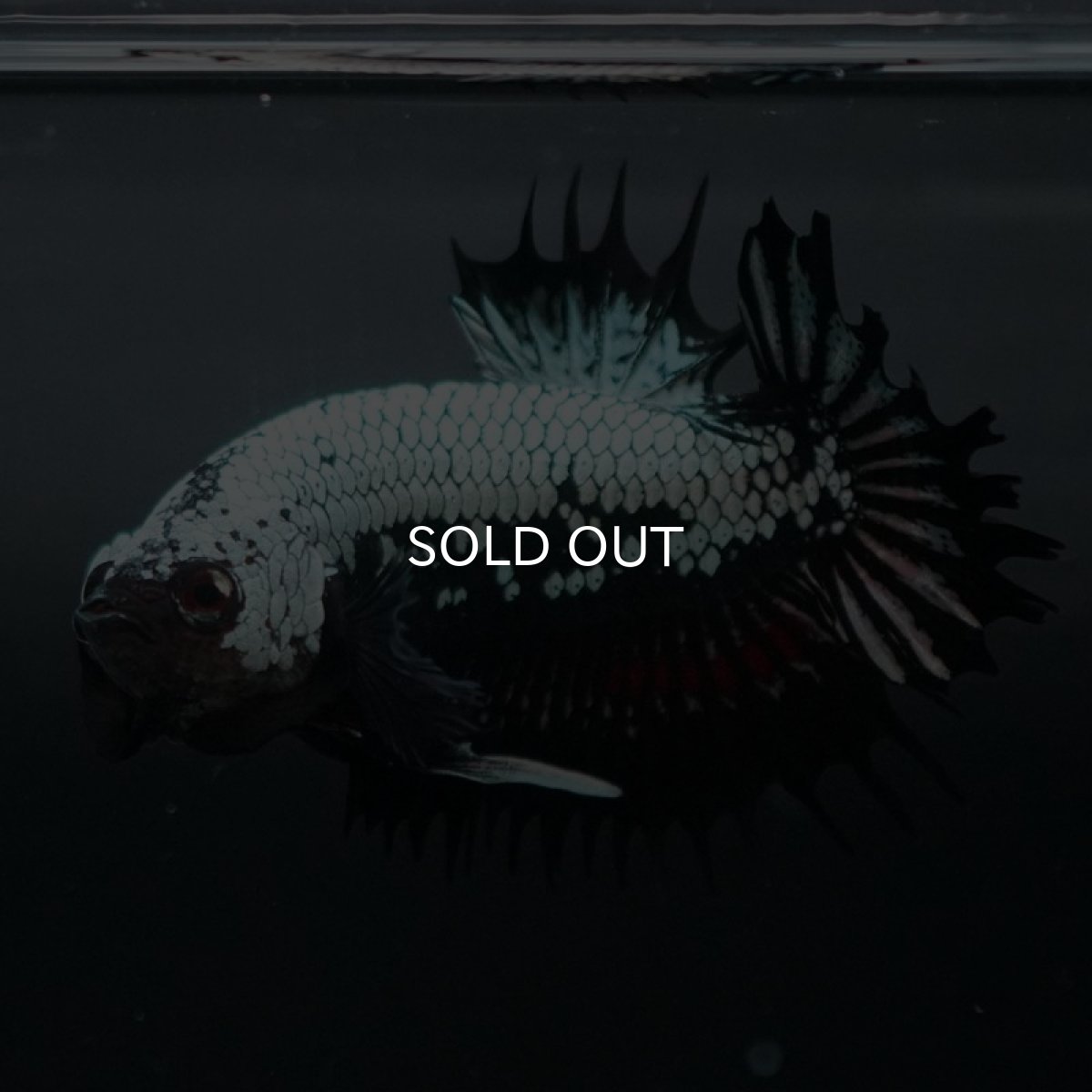 画像7: CTPK ブラックドラゴン (7)