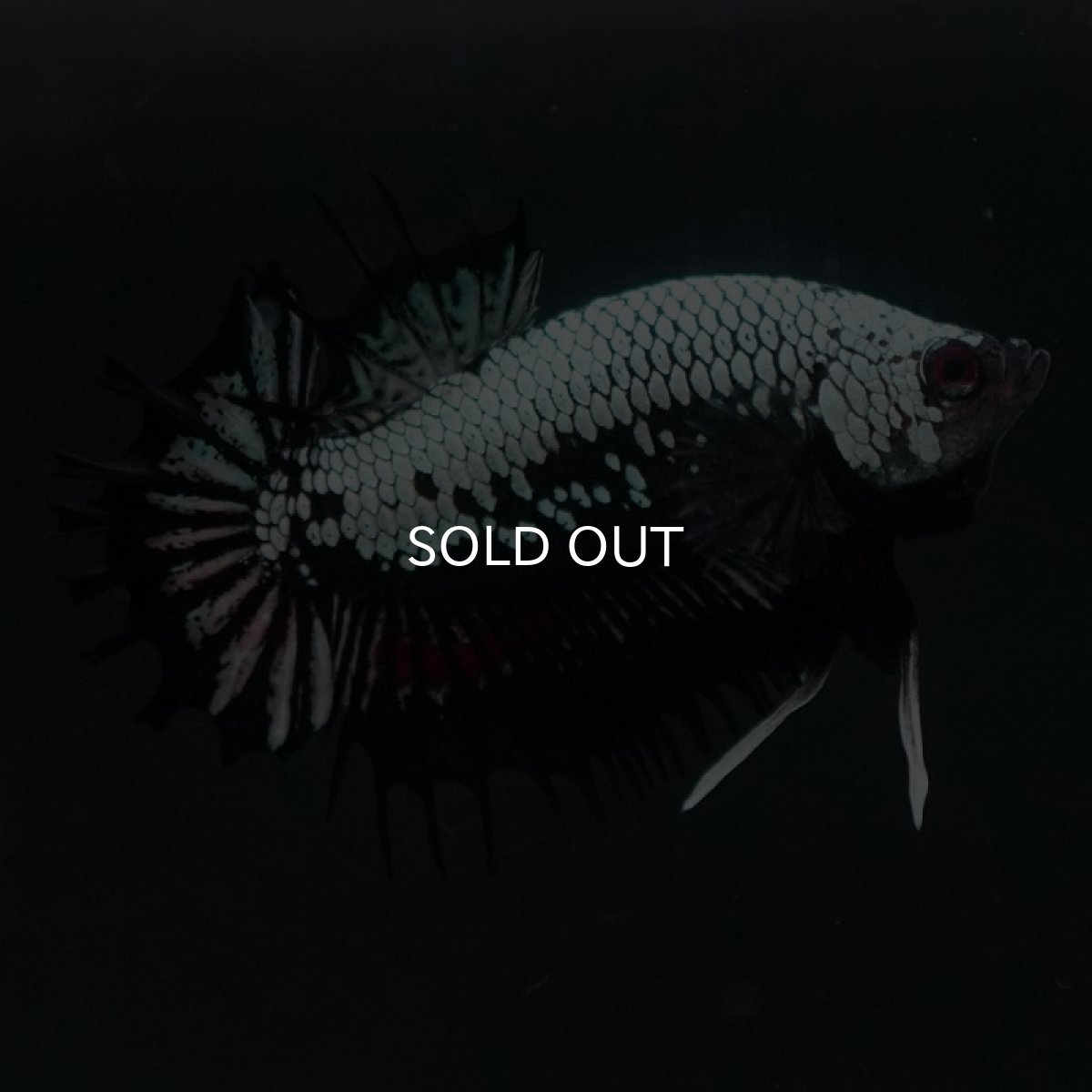 画像4: CTPK ブラックドラゴン (4)