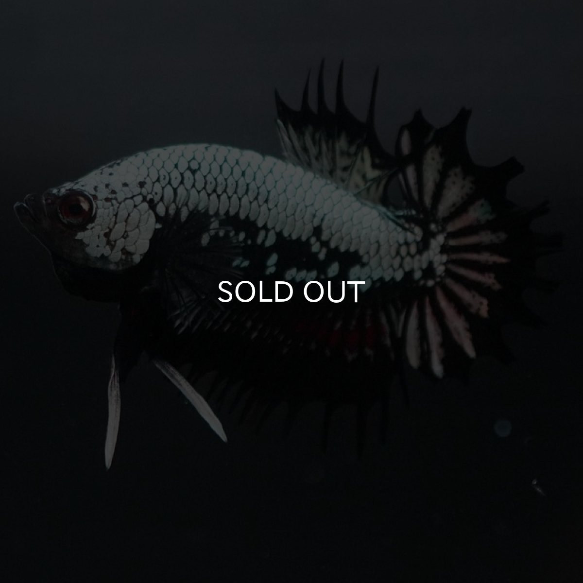 画像2: CTPK ブラックドラゴン (2)