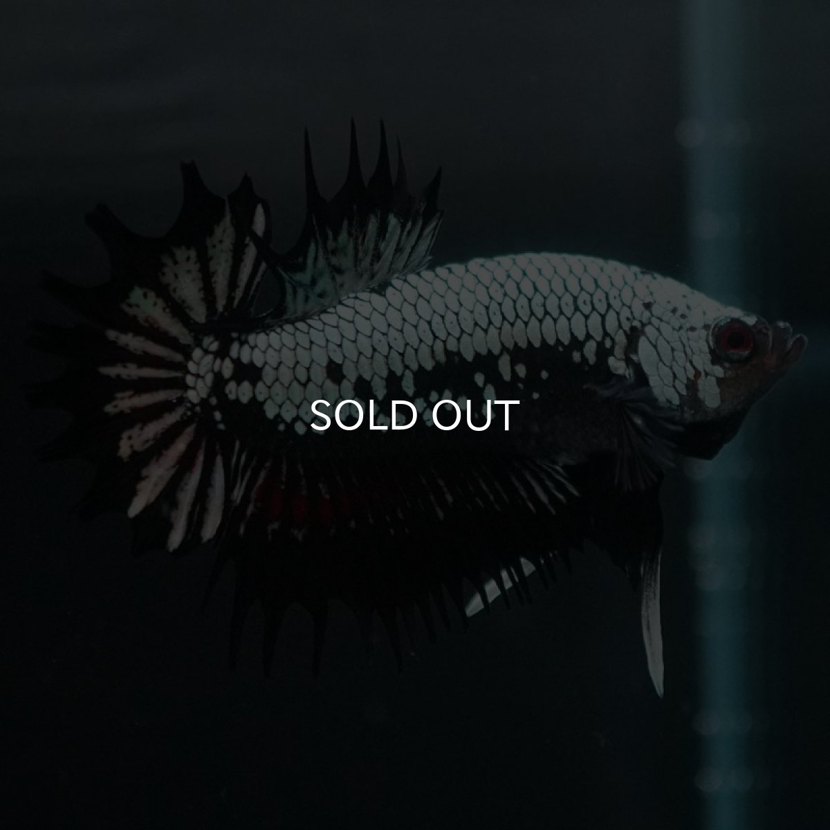 画像6: CTPK ブラックドラゴン (6)