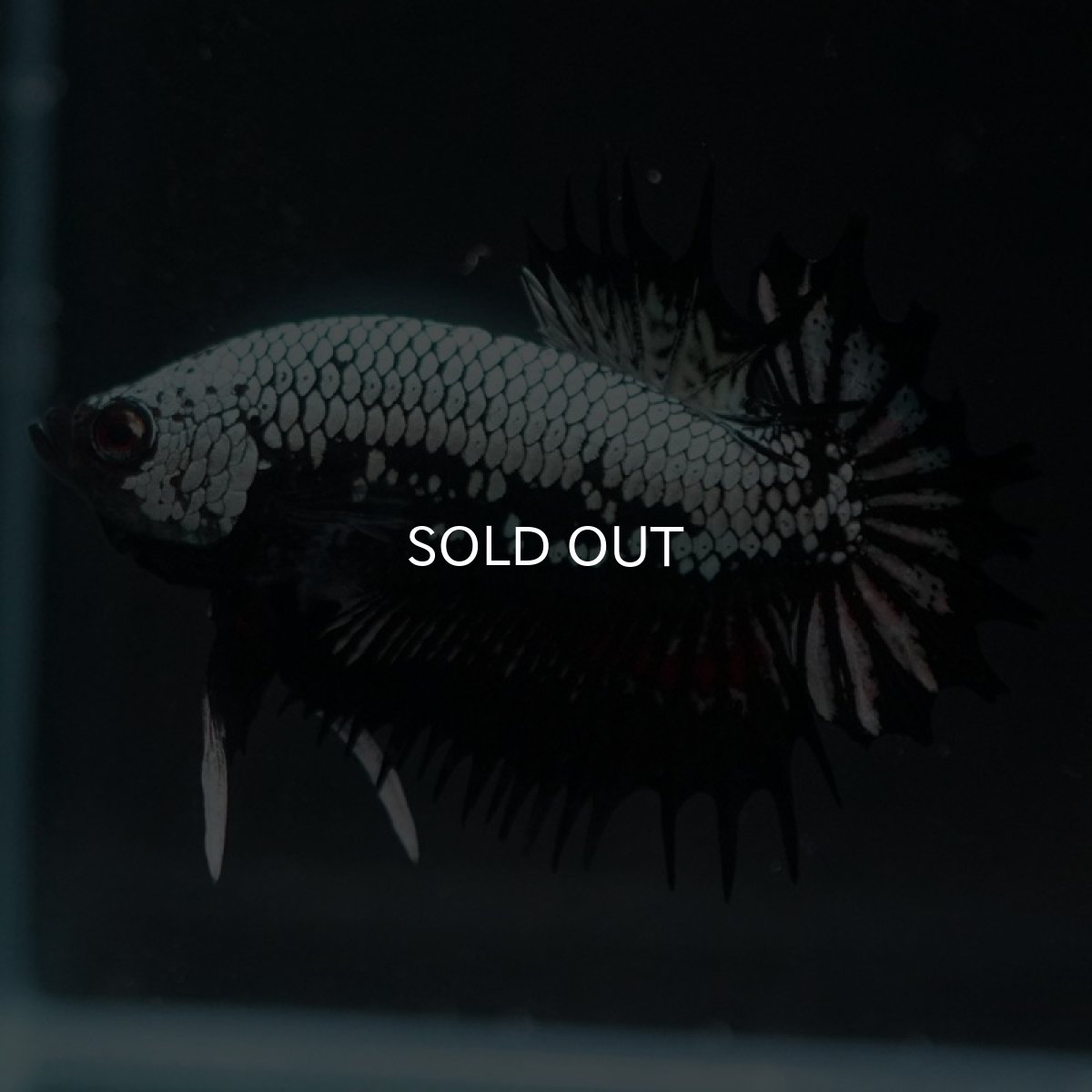 画像5: CTPK ブラックドラゴン (5)