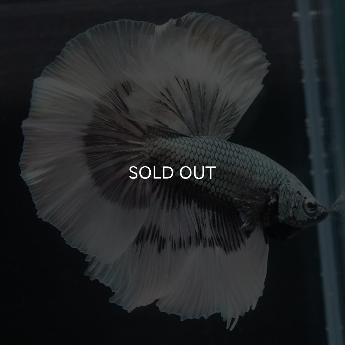 画像3: HM　カッパーバタフライ (3)