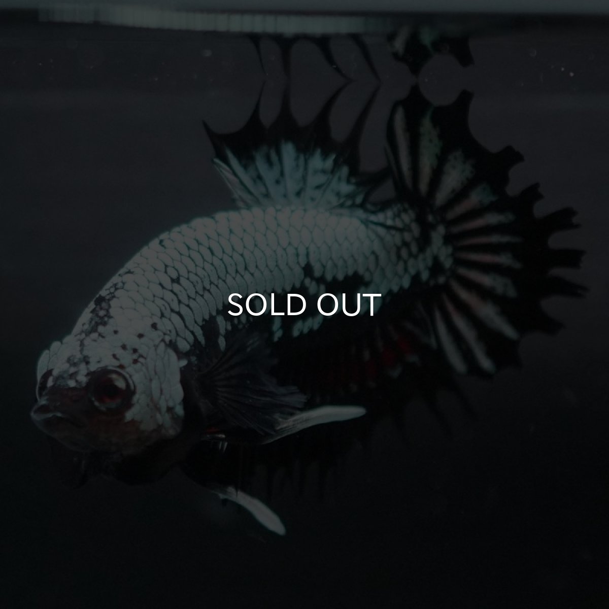 画像3: CTPK ブラックドラゴン (3)