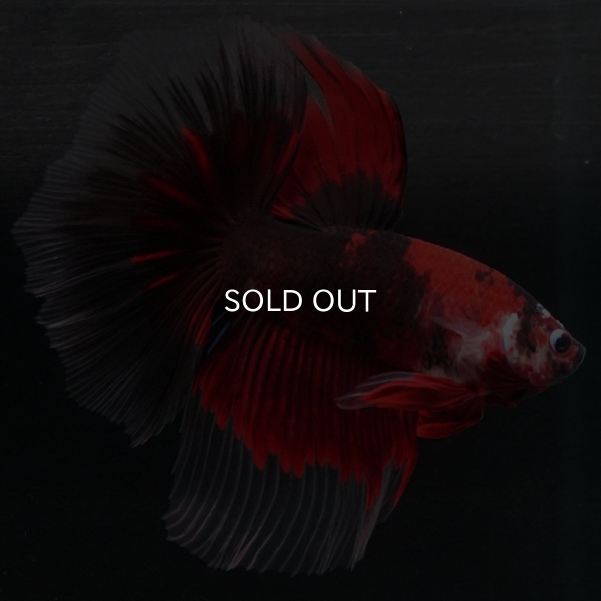 画像3: HM　鯉 (3)