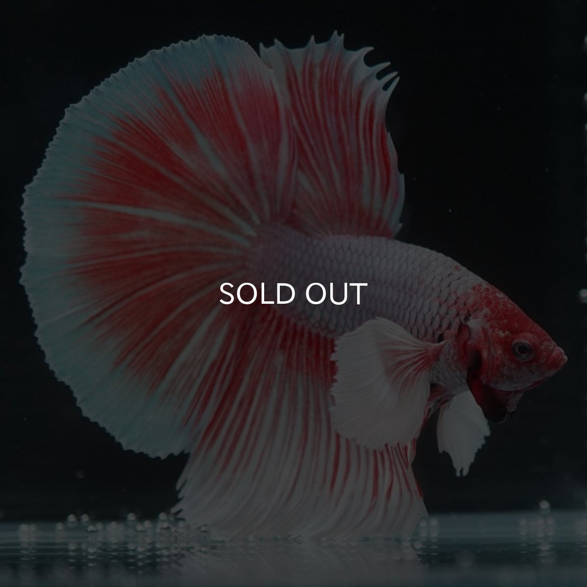 画像5: HMダンボ ファンシーレッド (5)