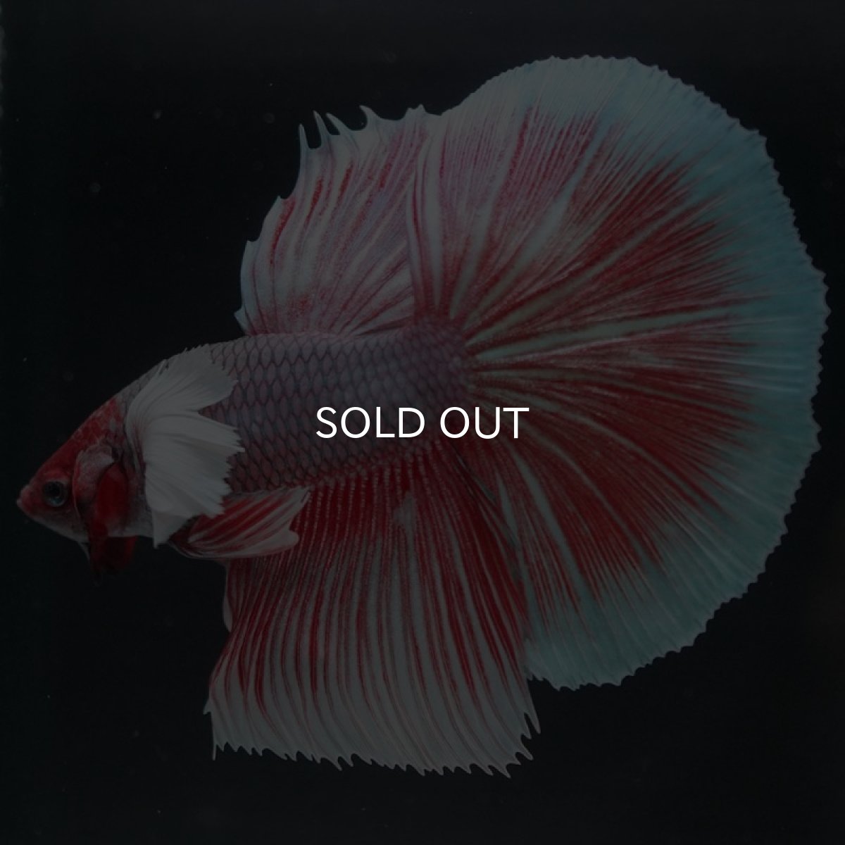 画像4: HMダンボ ファンシーレッド (4)