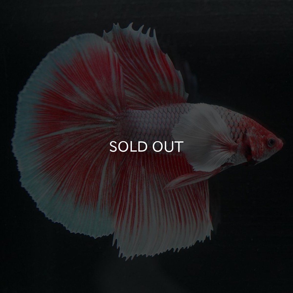 画像8: HMダンボ ファンシーレッド (8)