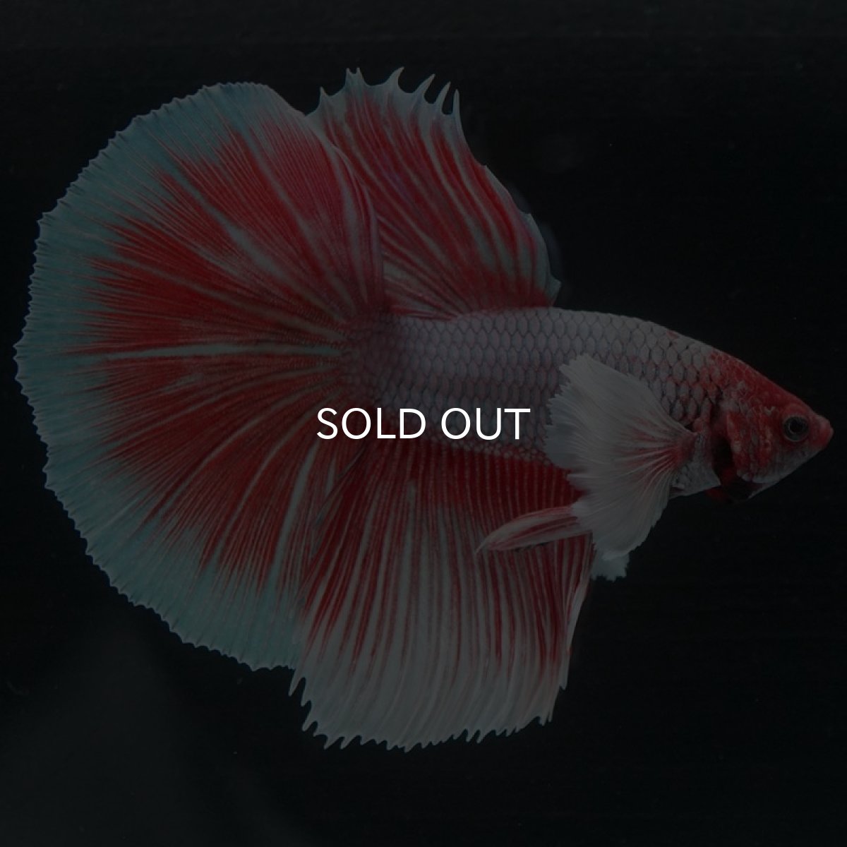 画像7: HMダンボ ファンシーレッド (7)