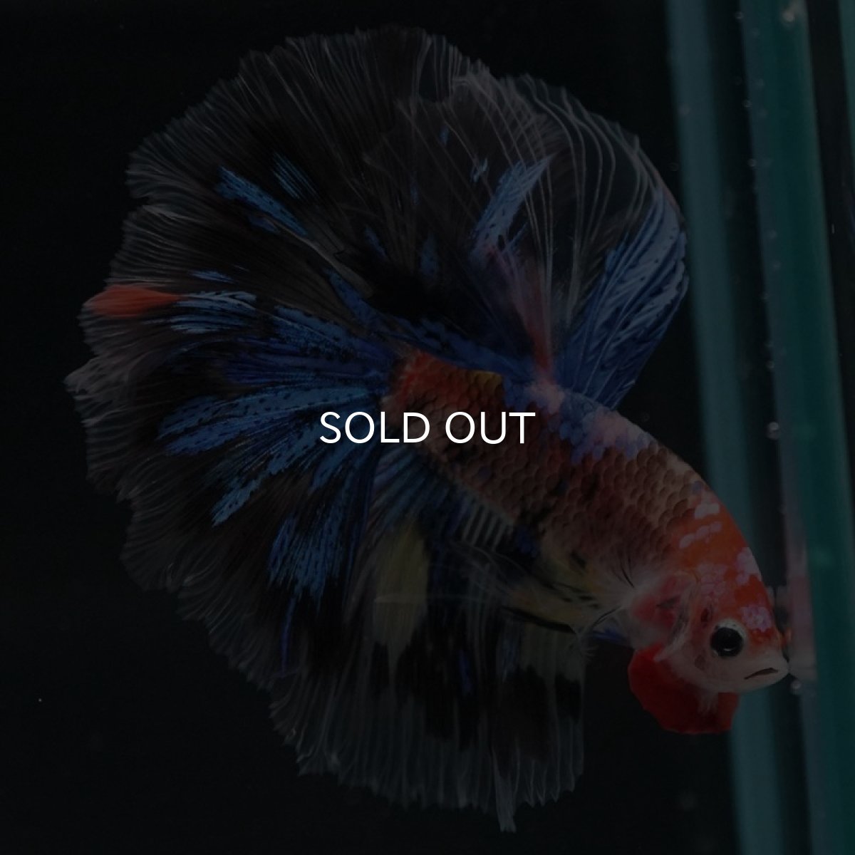 画像11: HM　ファンシー (11)