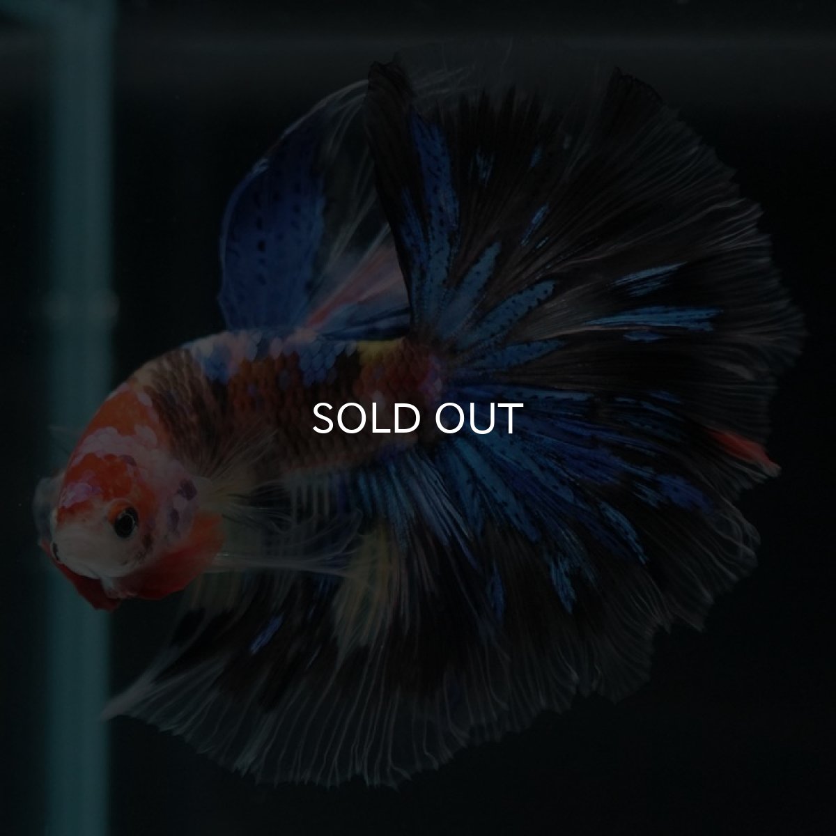 画像9: HM　ファンシー (9)