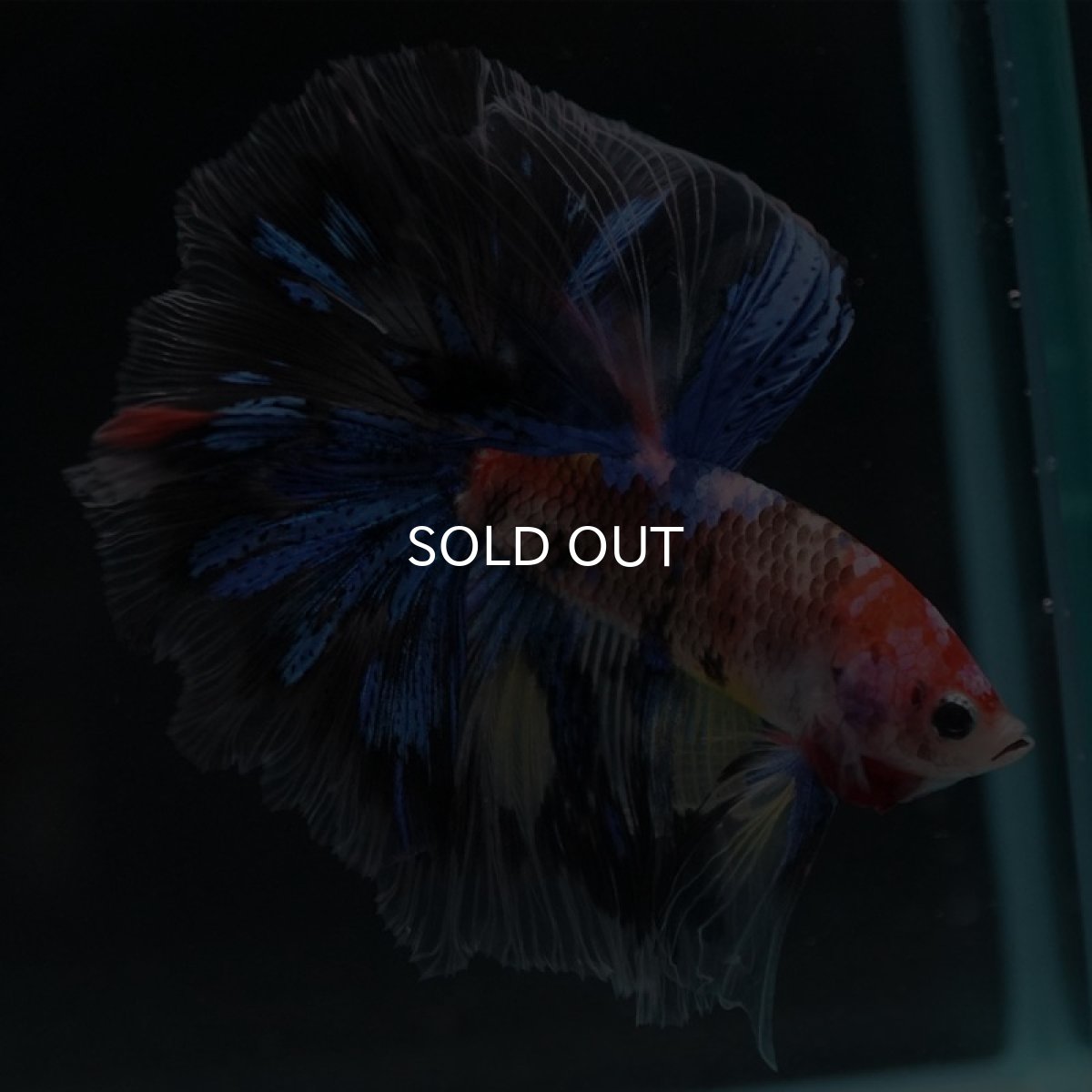 画像8: HM　ファンシー (8)