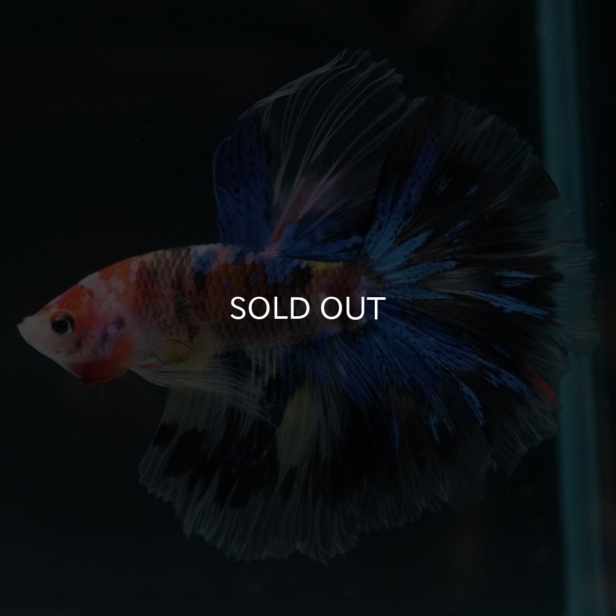 画像6: HM　ファンシー (6)