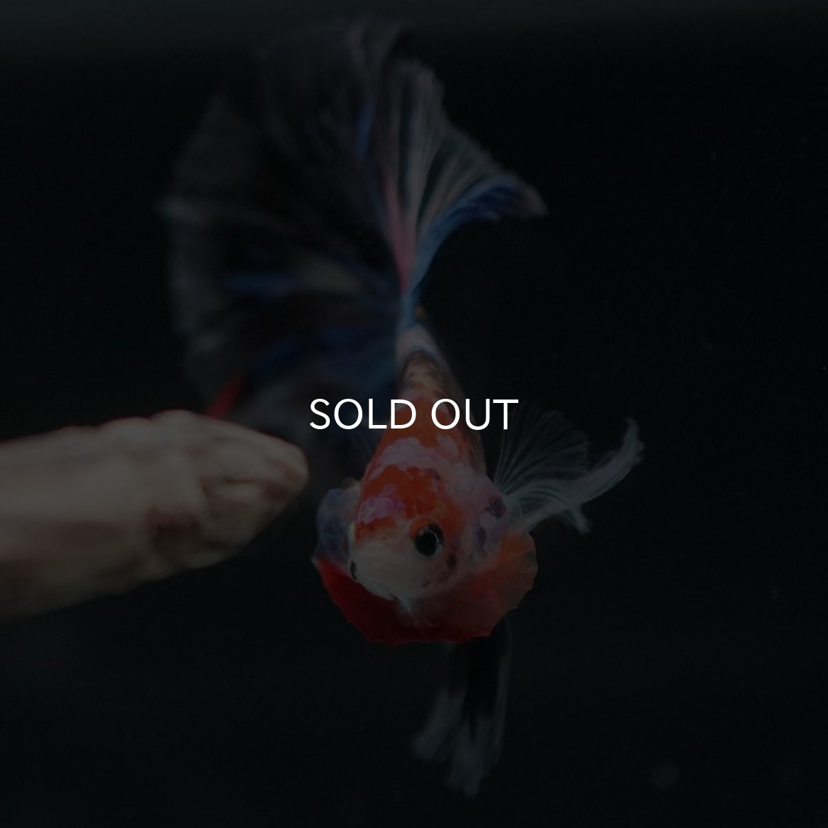 画像3: HM　ファンシー (3)