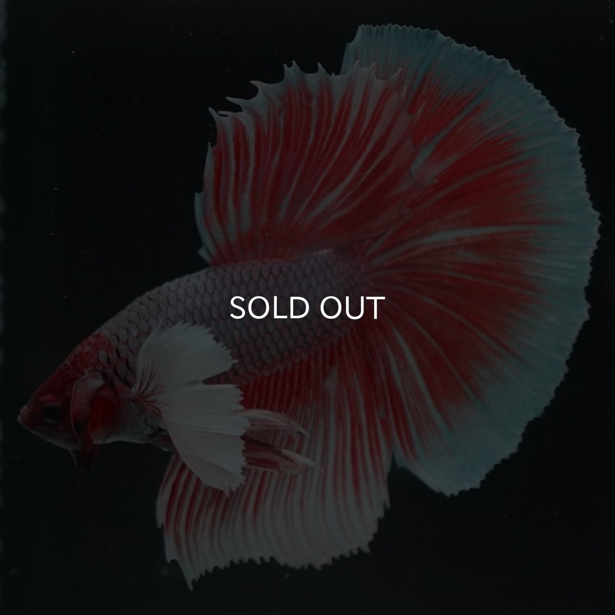 画像9: HMダンボ ファンシーレッド (9)