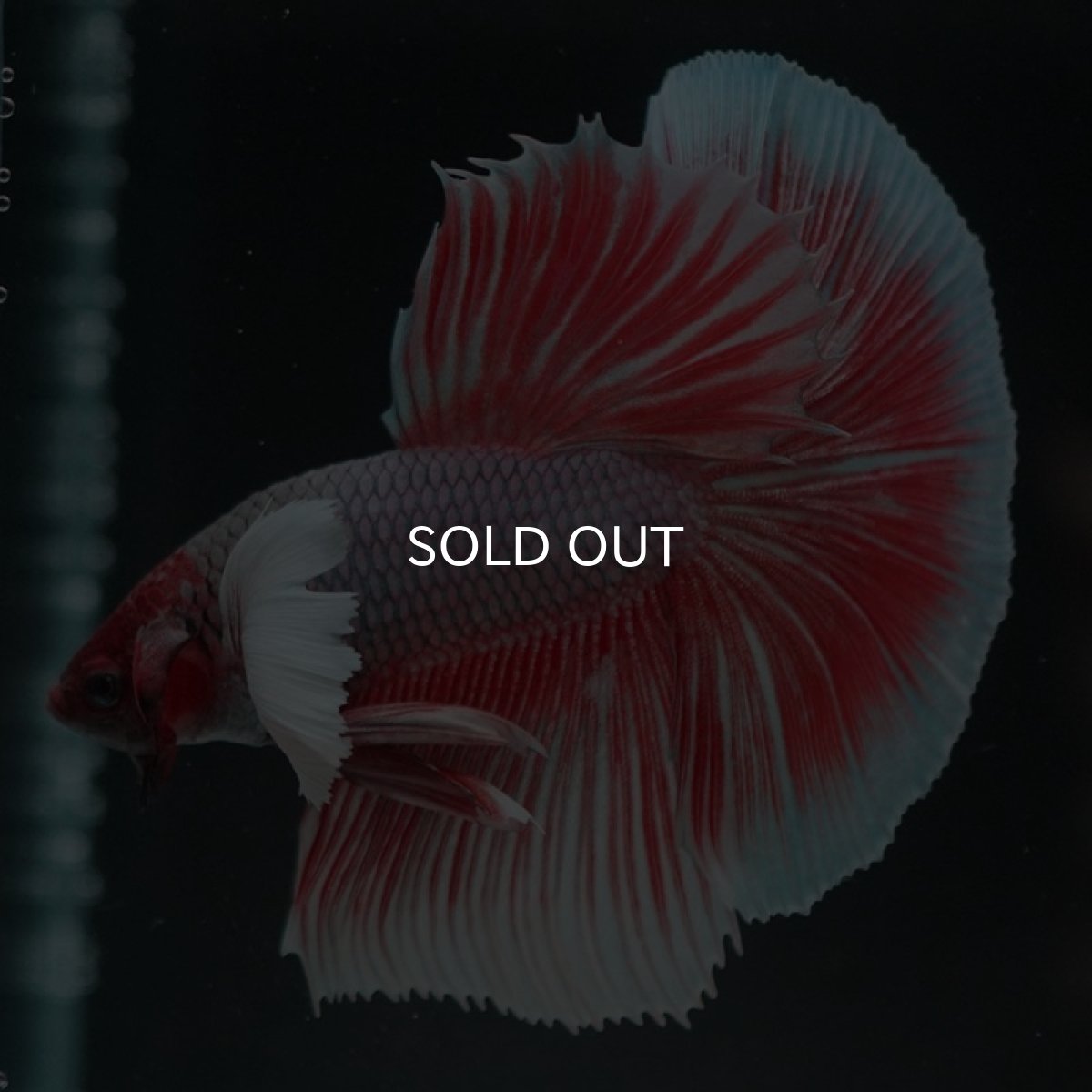 画像6: HMダンボ ファンシーレッド (6)