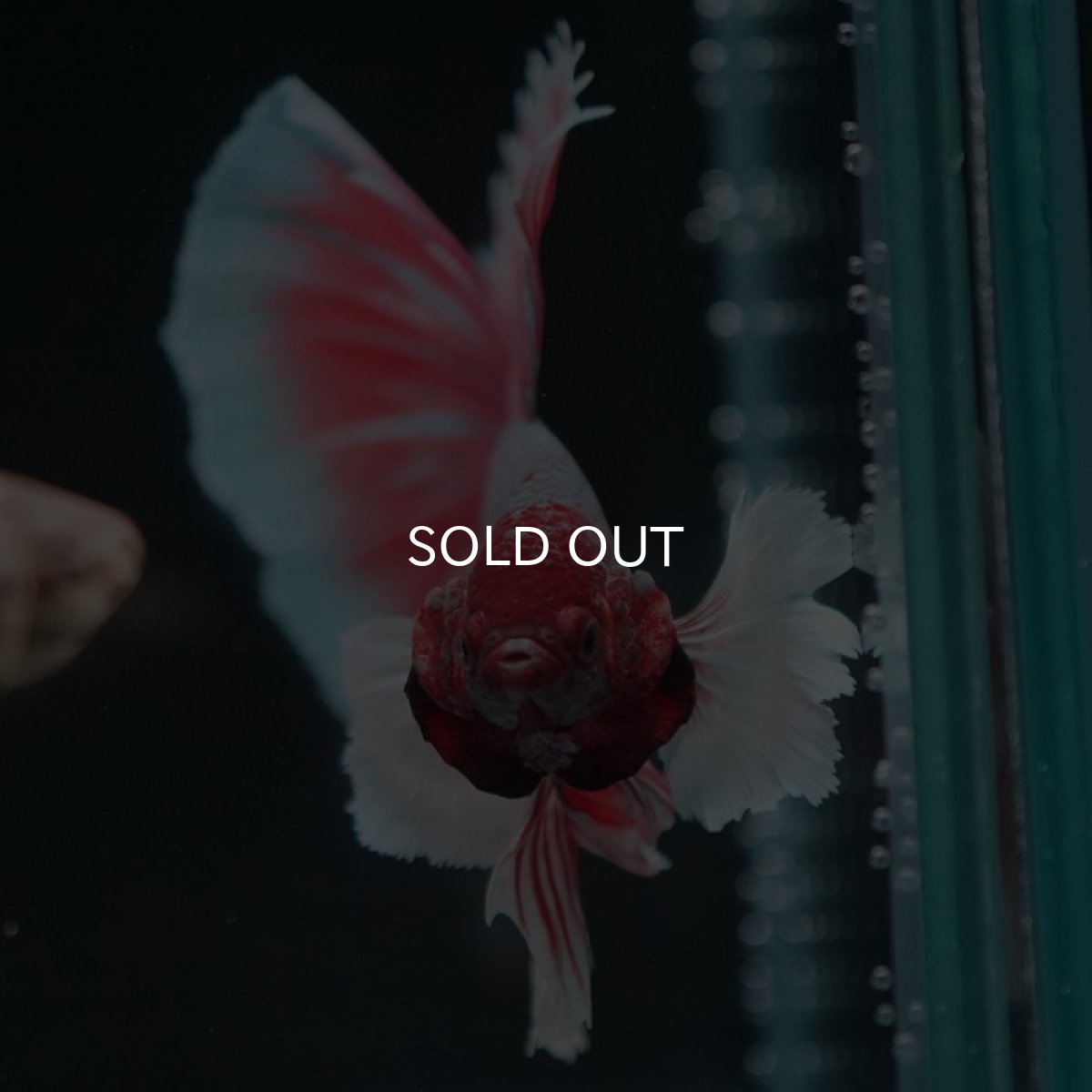 画像3: HMダンボ ファンシーレッド (3)