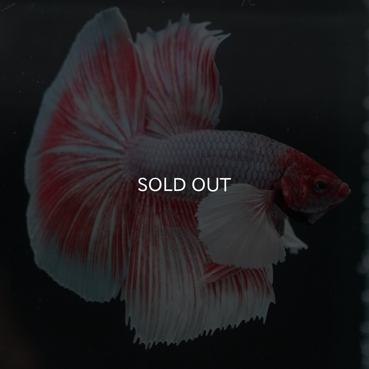 画像10: HMダンボ ファンシーレッド (10)