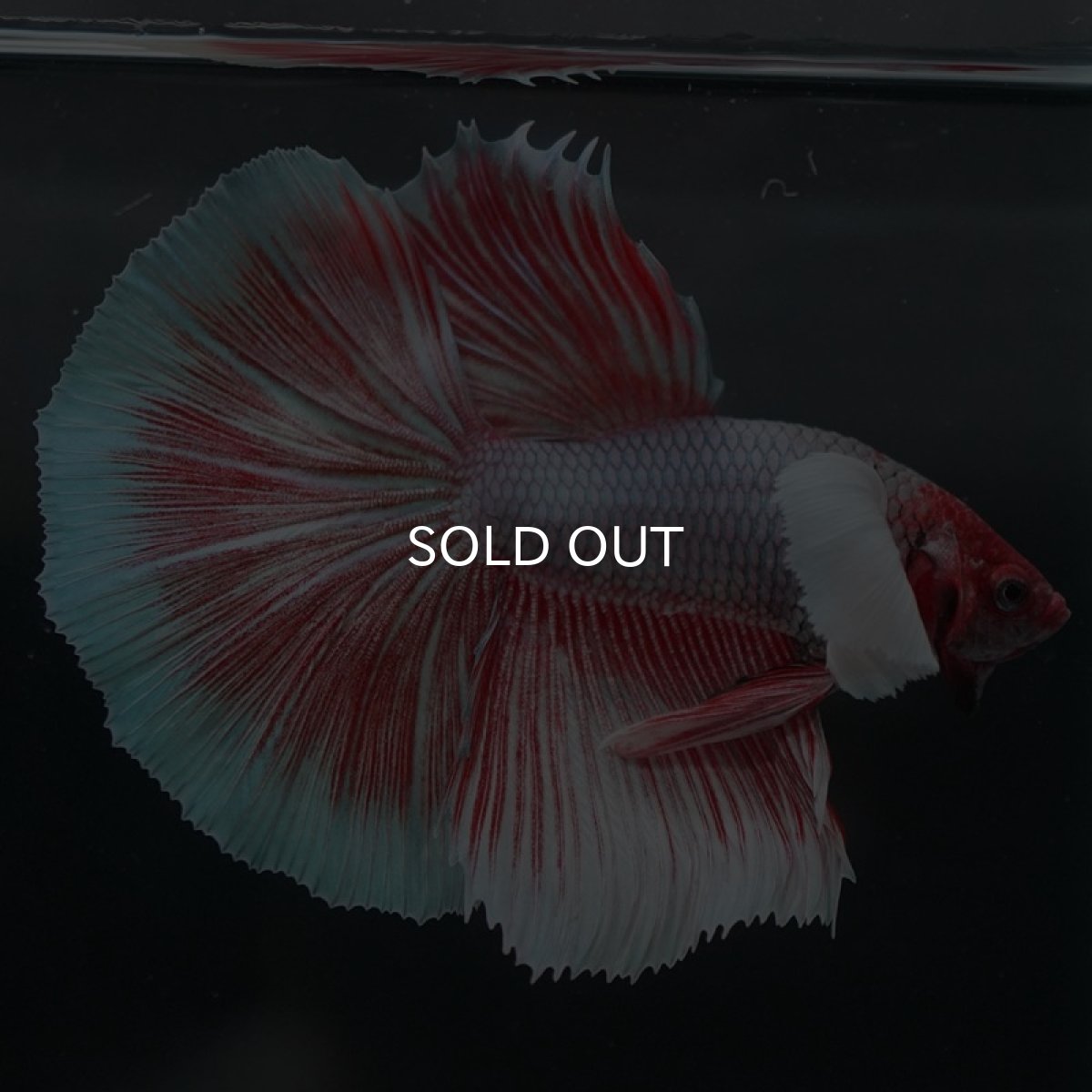 画像2: HMダンボ ファンシーレッド (2)