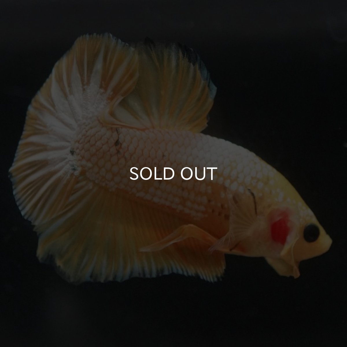 画像6: HMPK　イエローファンシー (6)