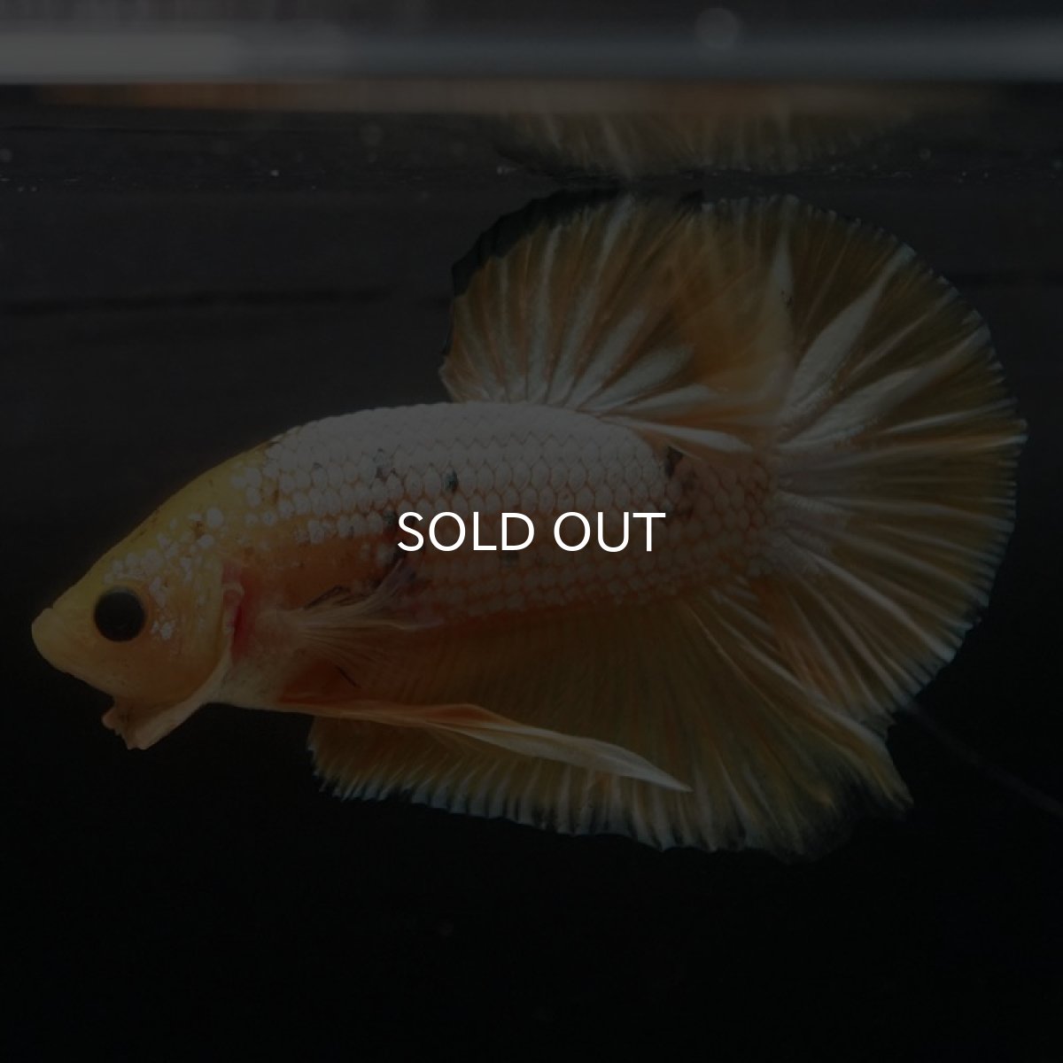 画像5: HMPK　イエローファンシー (5)