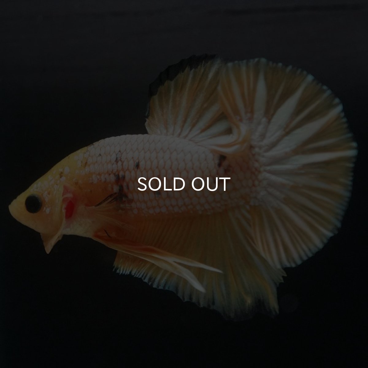 画像3: HMPK　イエローファンシー (3)