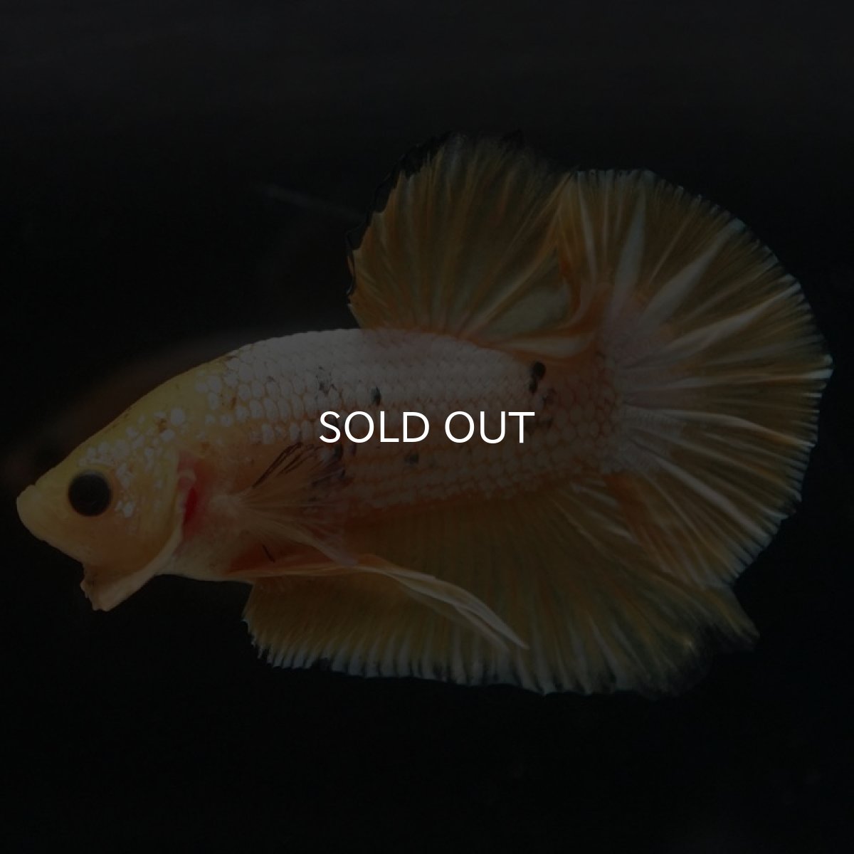 画像2: HMPK　イエローファンシー (2)