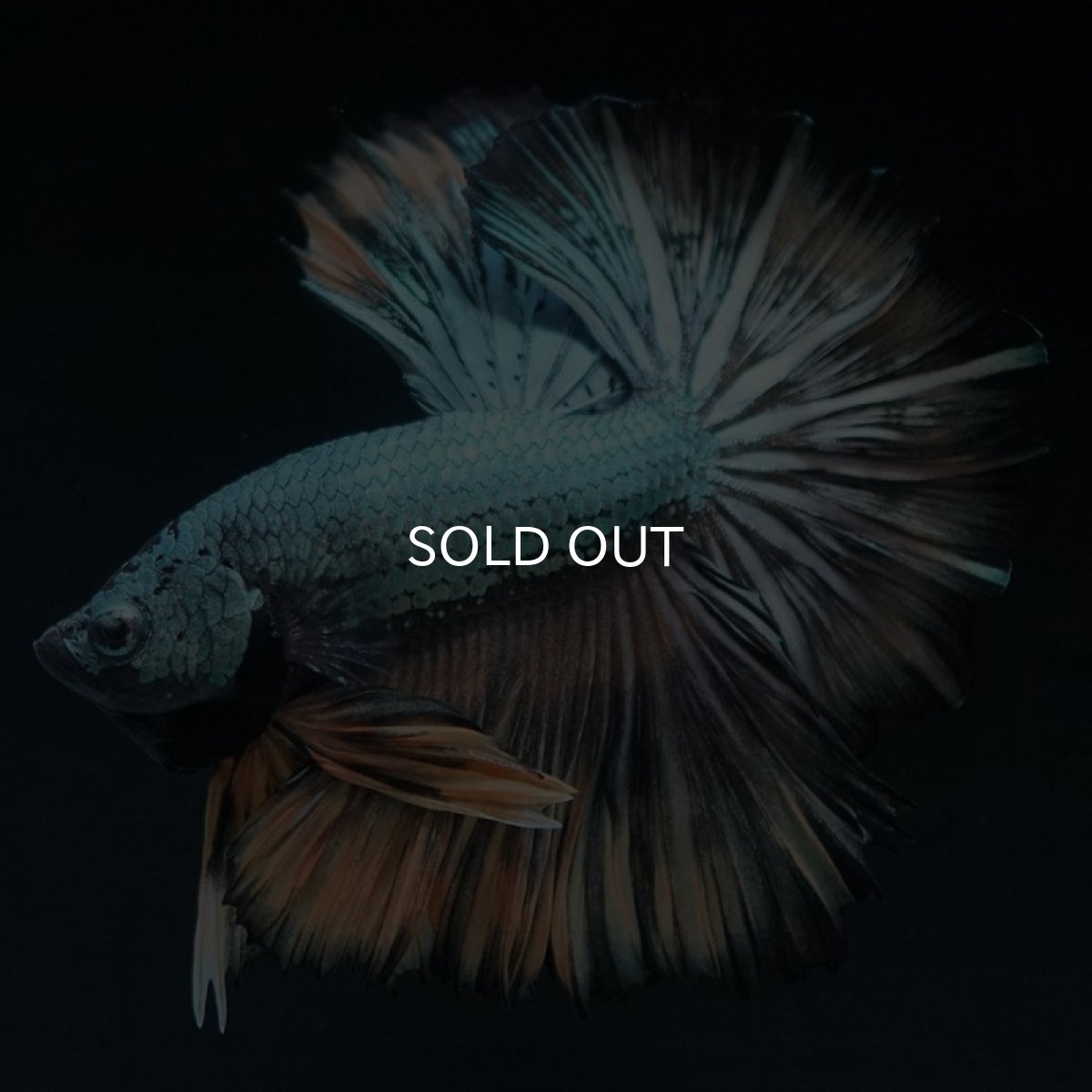 画像5: HM イエローカッパー (5)