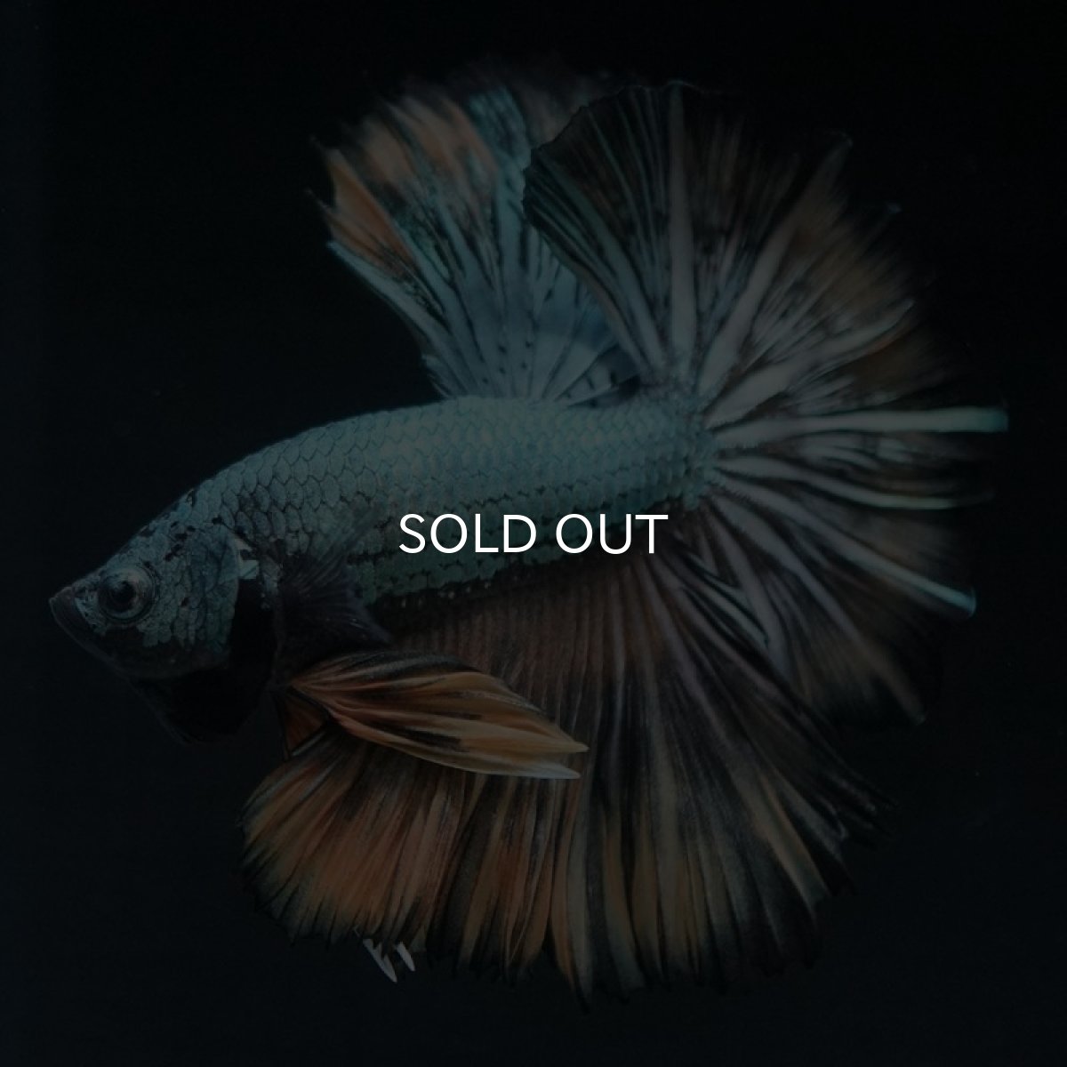 画像3: HM イエローカッパー (3)