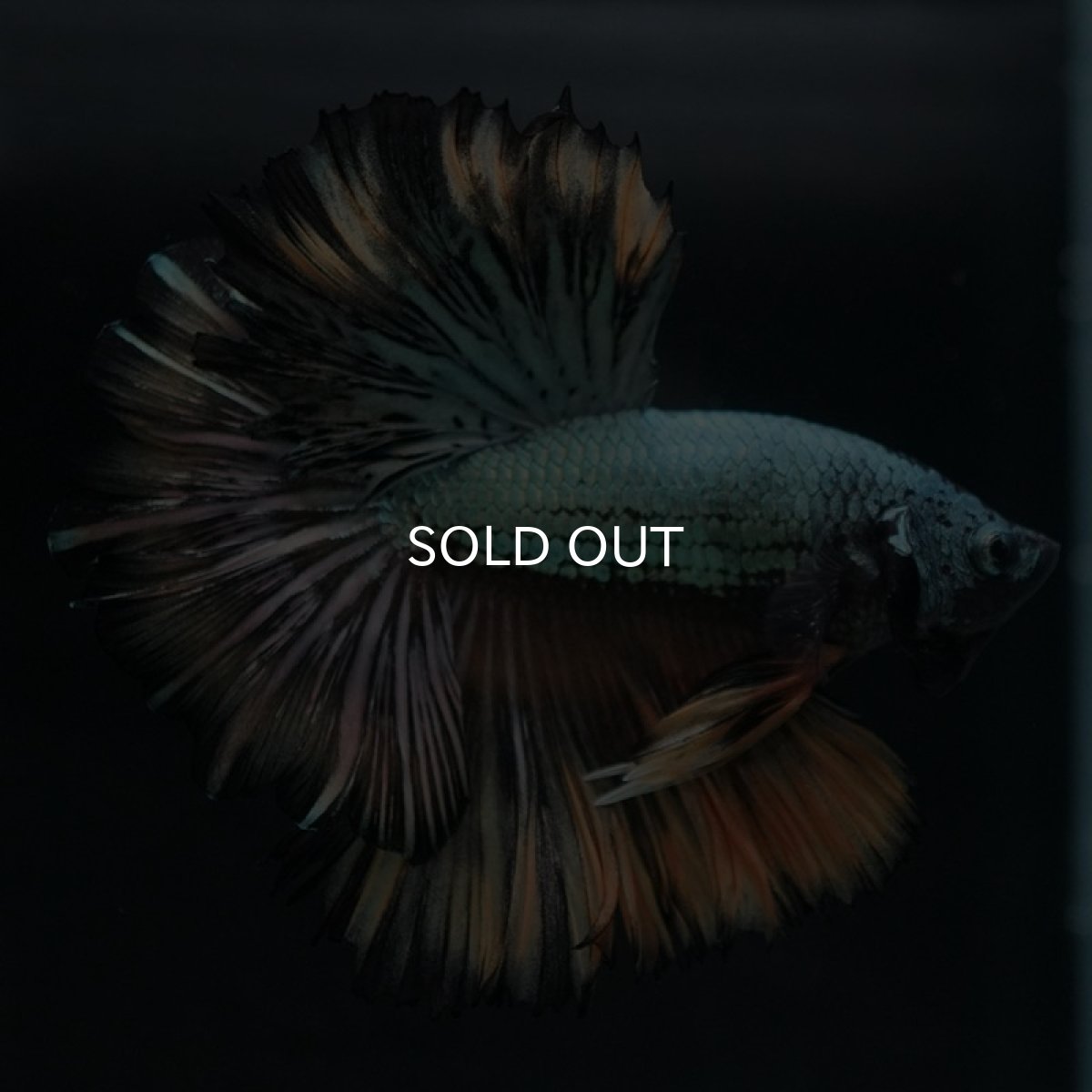 画像6: HM イエローカッパー (6)