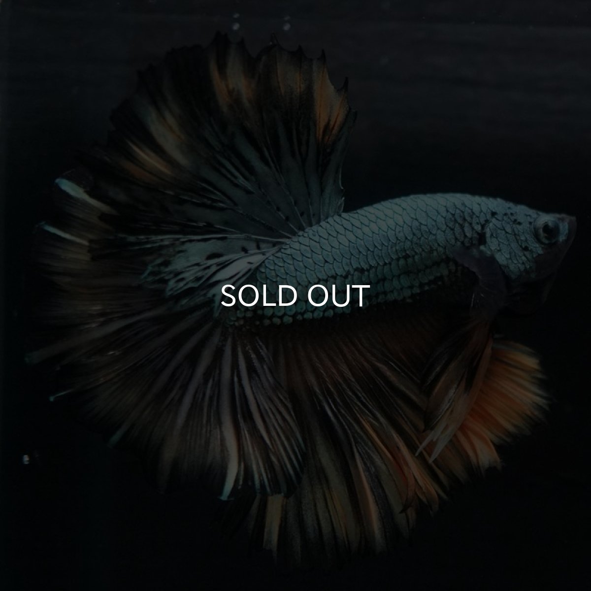 画像4: HM イエローカッパー (4)